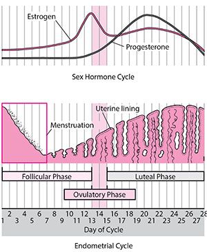 On your period? Here’s how you can maximize your training