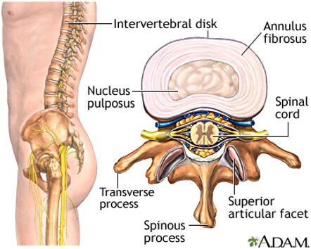 Inside spine